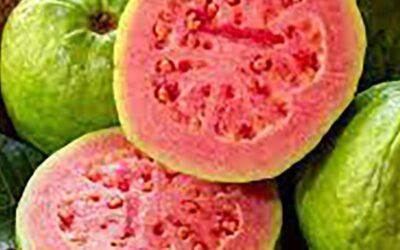 Guava