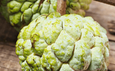 Sugar Apple