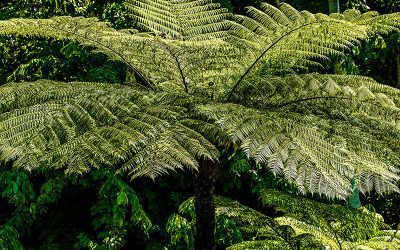 Tree Ferns