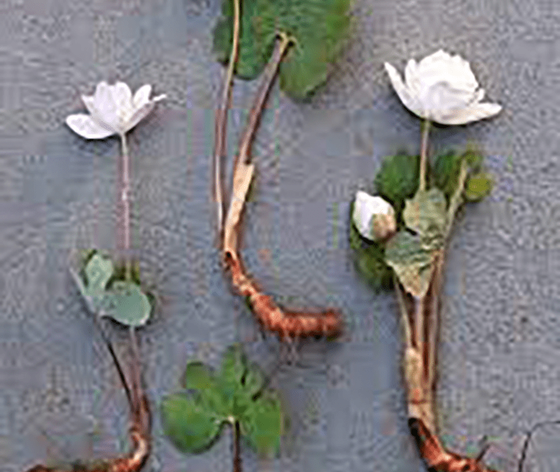 Bloodroot () Bloodroot