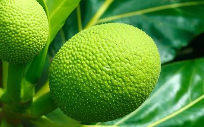 Breadfruit