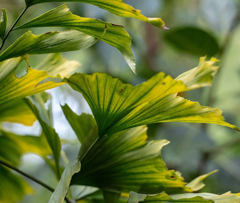 Fishtail Palm