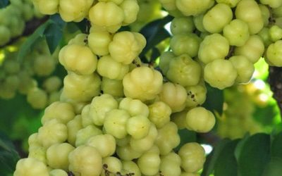 Barbados Gooseberry