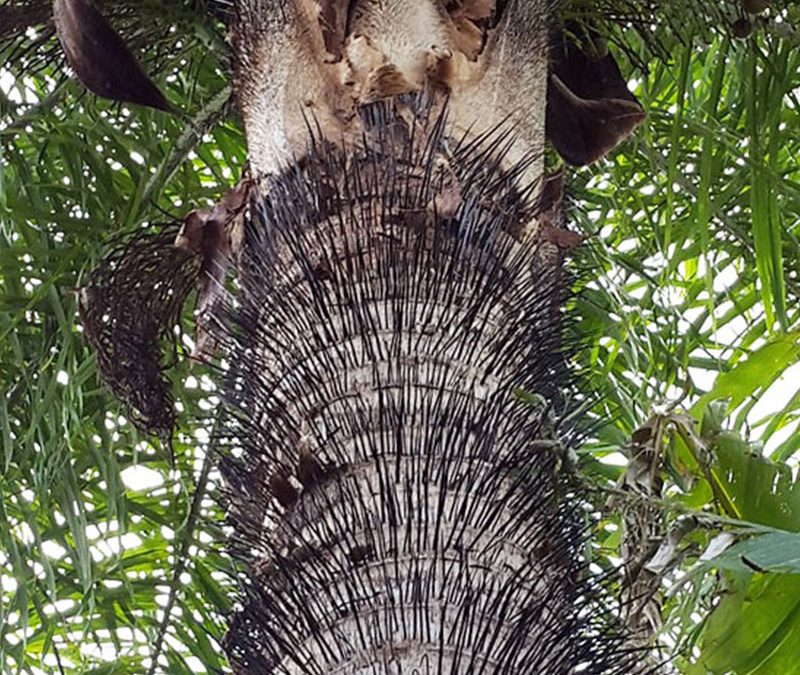Macaw Palm