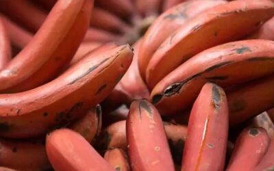 Red Banana