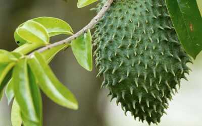 Soursop