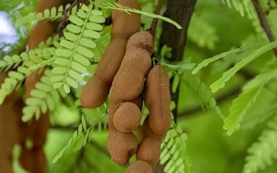 Tamarind